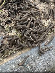 Attēlu rezultāti vaicājumam “Fuligo licentii”