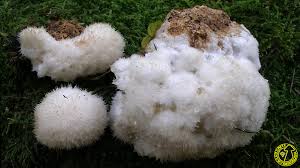 Attēlu rezultāti vaicājumam “Postia ptychogaster”