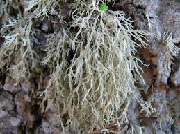 Attēlu rezultāti vaicājumam “Ramalina farinacea”