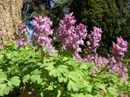 Attēlu rezultāti vaicājumam “Corydalis solida”
