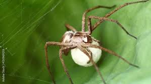 Attēlu rezultāti vaicājumam “Pisaura mirabilis cocoon”