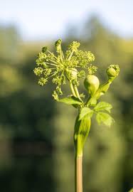 Image result for Angelica silvestris