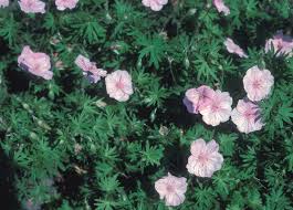 Attēlu rezultāti vaicājumam “Geranium sanguineum”