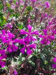 Image result for Silene schafta