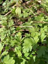 Attēlu rezultāti vaicājumam “Adoxa moschatellina”