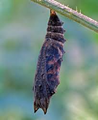 Attēlu rezultāti vaicājumam “Aglais urticae underside”