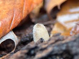 Attēlu rezultāti vaicājumam “Coprinus sp.”