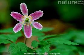 Attēlu rezultāti vaicājumam “Anemone nemorosa flower”