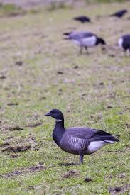 Attēlu rezultāti vaicājumam “Branta bernicla”