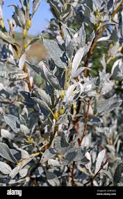 Attēlu rezultāti vaicājumam “Salix lapponum”