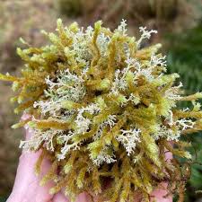 Attēlu rezultāti vaicājumam “Sphagnum russowii”