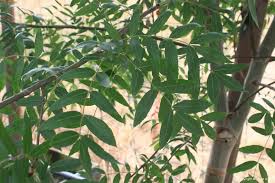 Attēlu rezultāti vaicājumam “Fraxinus”