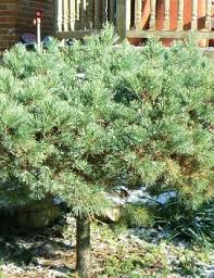 Attēlu rezultāti vaicājumam “Pinus sylvestris var. turfosa”
