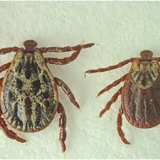 Attēlu rezultāti vaicājumam “Dermacentor reticulatus female”