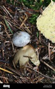 Attēlu rezultāti vaicājumam “Geastrum pectinatum”