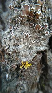 Attēlu rezultāti vaicājumam “Lecanora allophana”