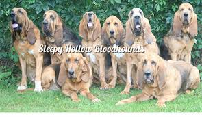 Image result for Carlisle BloodHounds