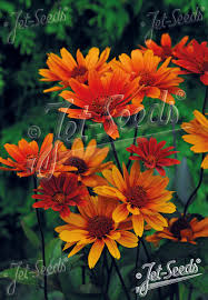 Image result for Heliopsis scabra