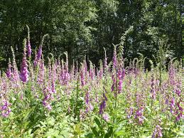 Attēlu rezultāti vaicājumam “Digitalis purpurea”