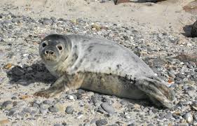 Image result for Halichoerus grypus