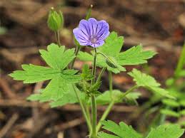 Attēlu rezultāti vaicājumam “Geranium bohemicum”