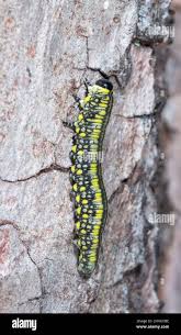 Attēlu rezultāti vaicājumam “Diprionidae”