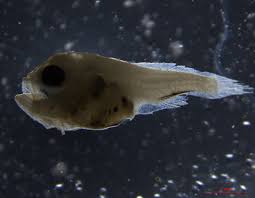 Image result for Argyrosomus japonicus