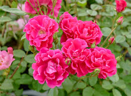 「花薔薇エルフ」の画像検索結果