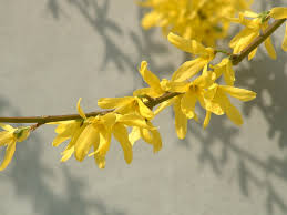 Attēlu rezultāti vaicājumam “Forsythia viridissima flower”