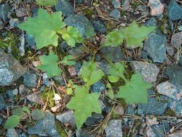 Attēlu rezultāti vaicājumam “Mycelis muralis leaf”