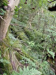 Attēlu rezultāti vaicājumam “Festuca altissima flower”