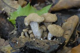 Attēlu rezultāti vaicājumam “Asterophora lycoperdoides”