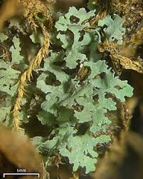 Attēlu rezultāti vaicājumam “Verrucaria hydrela”