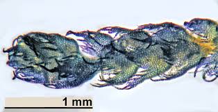 Attēlu rezultāti vaicājumam “Ptilidium pulcherrimum sporophyte”