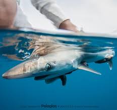 Image result for Rhizoprionodon longurio