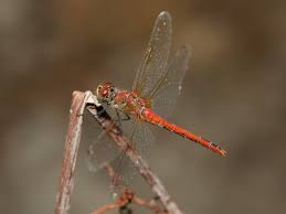 Attēlu rezultāti vaicājumam “Sympetrum sanguineum female”