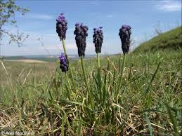 Attēlu rezultāti vaicājumam “Muscari neglectum”