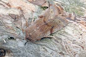 Attēlu rezultāti vaicājumam “Orthosia incerta”