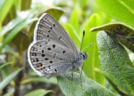 Attēlu rezultāti vaicājumam “Vacciniina optilete underside”