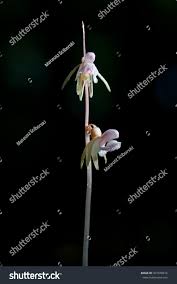 Attēlu rezultāti vaicājumam “Epipogium aphyllum flower”