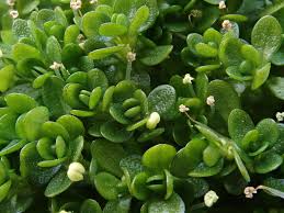 Attēlu rezultāti vaicājumam “Callitrichaceae”