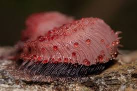 Attēlu rezultāti vaicājumam “myxomicetes”