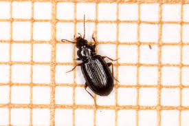 Attēlu rezultāti vaicājumam “Tachyta nana”