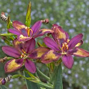 Image result for Pardancanda norrisii