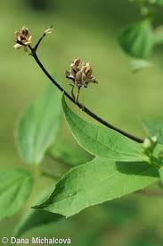 Attēlu rezultāti vaicājumam “Philadelphus coronarius leaf”