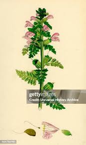 Attēlu rezultāti vaicājumam “Pedicularis palustris flower”