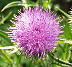 Attēlu rezultāti vaicājumam “Cirsium acaule fruit”