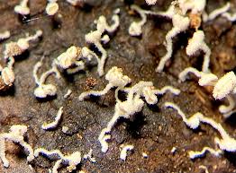 Attēlu rezultāti vaicājumam “Lachnum virgineum”