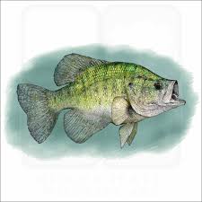 Image result for Pomoxis annularis