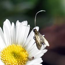 Attēlu rezultāti vaicājumam “Cauchas rufimitrella”